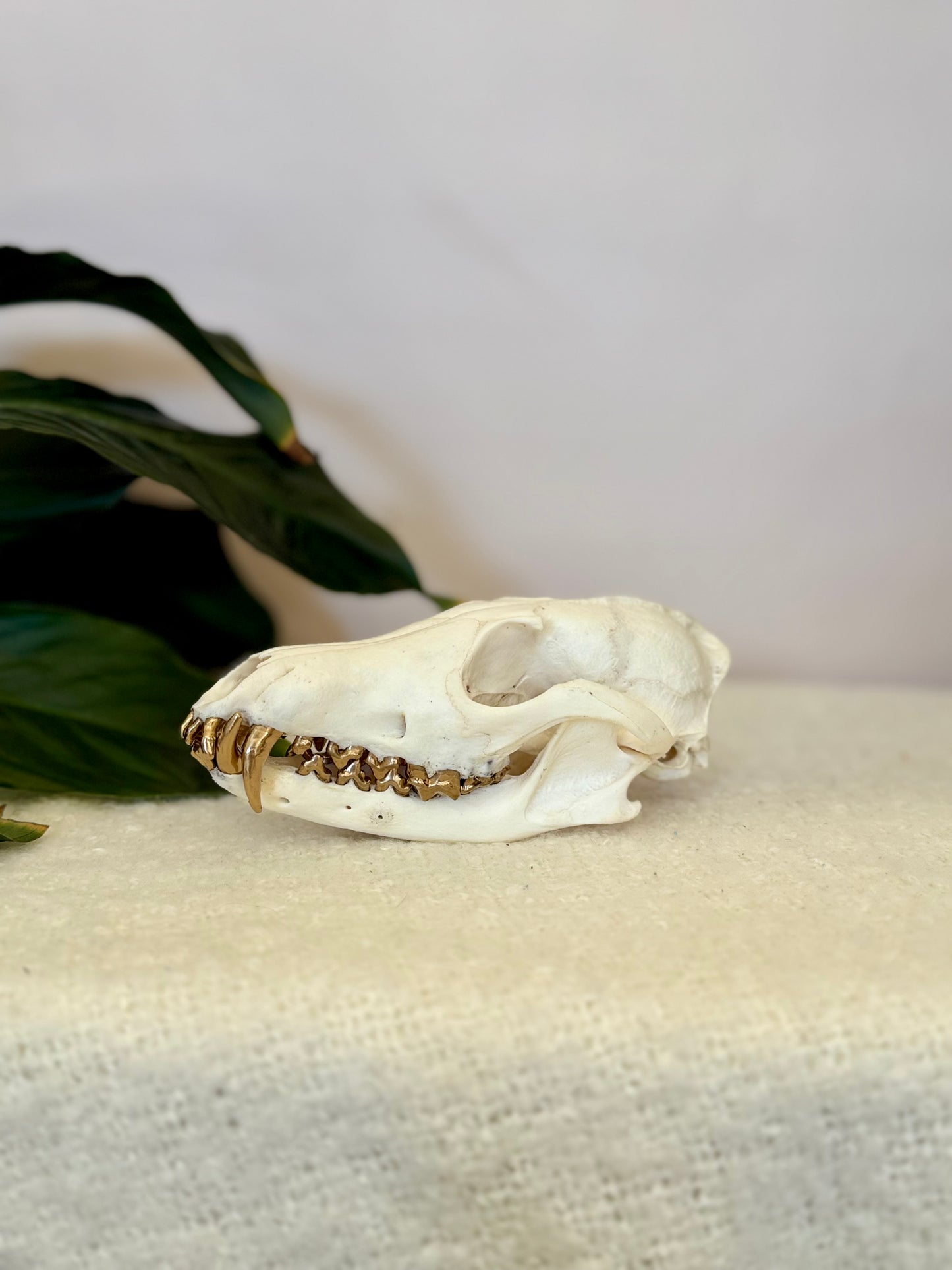 Red Fox Skull with Gold Teeth