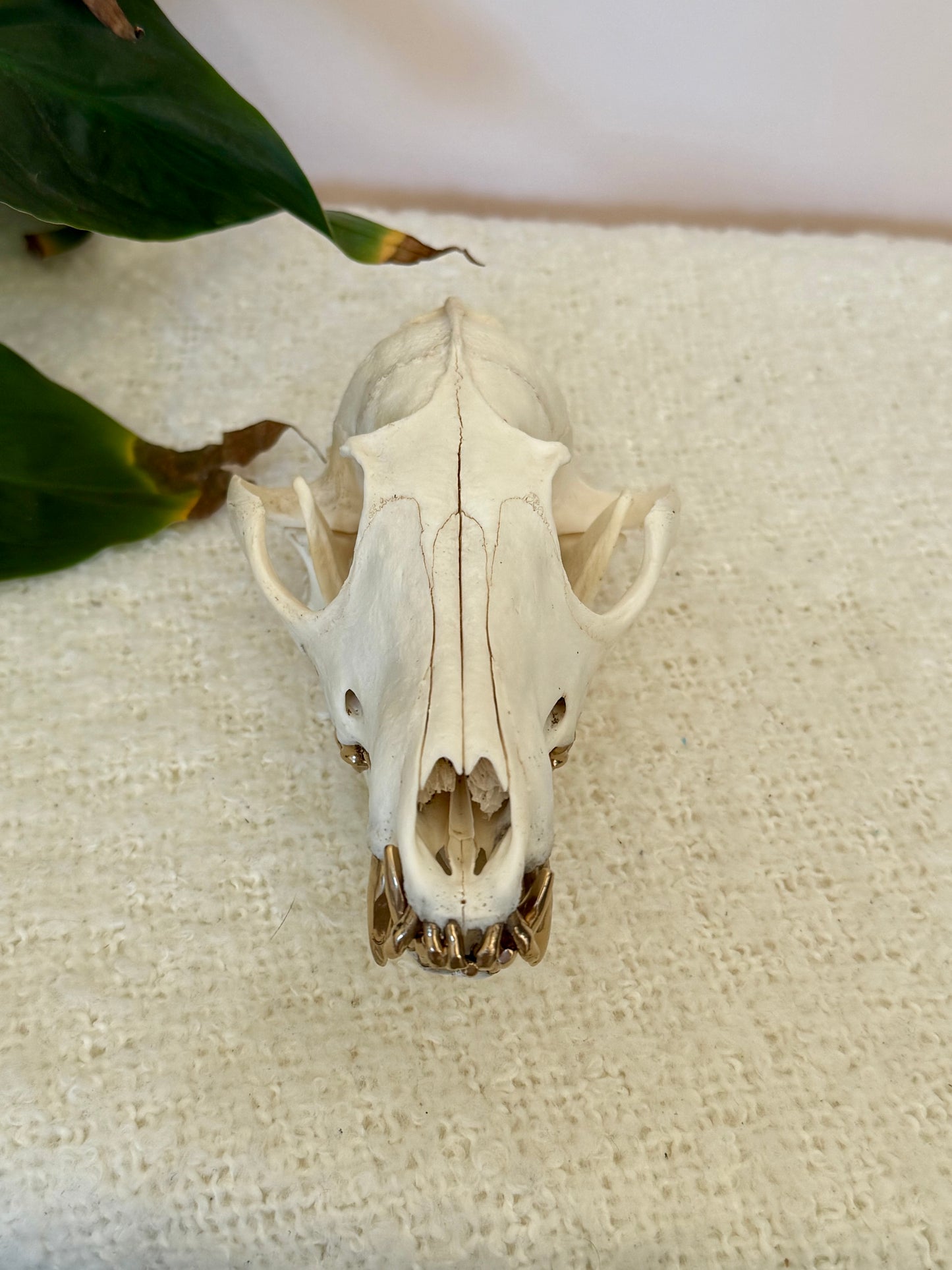 Red Fox Skull with Gold Teeth