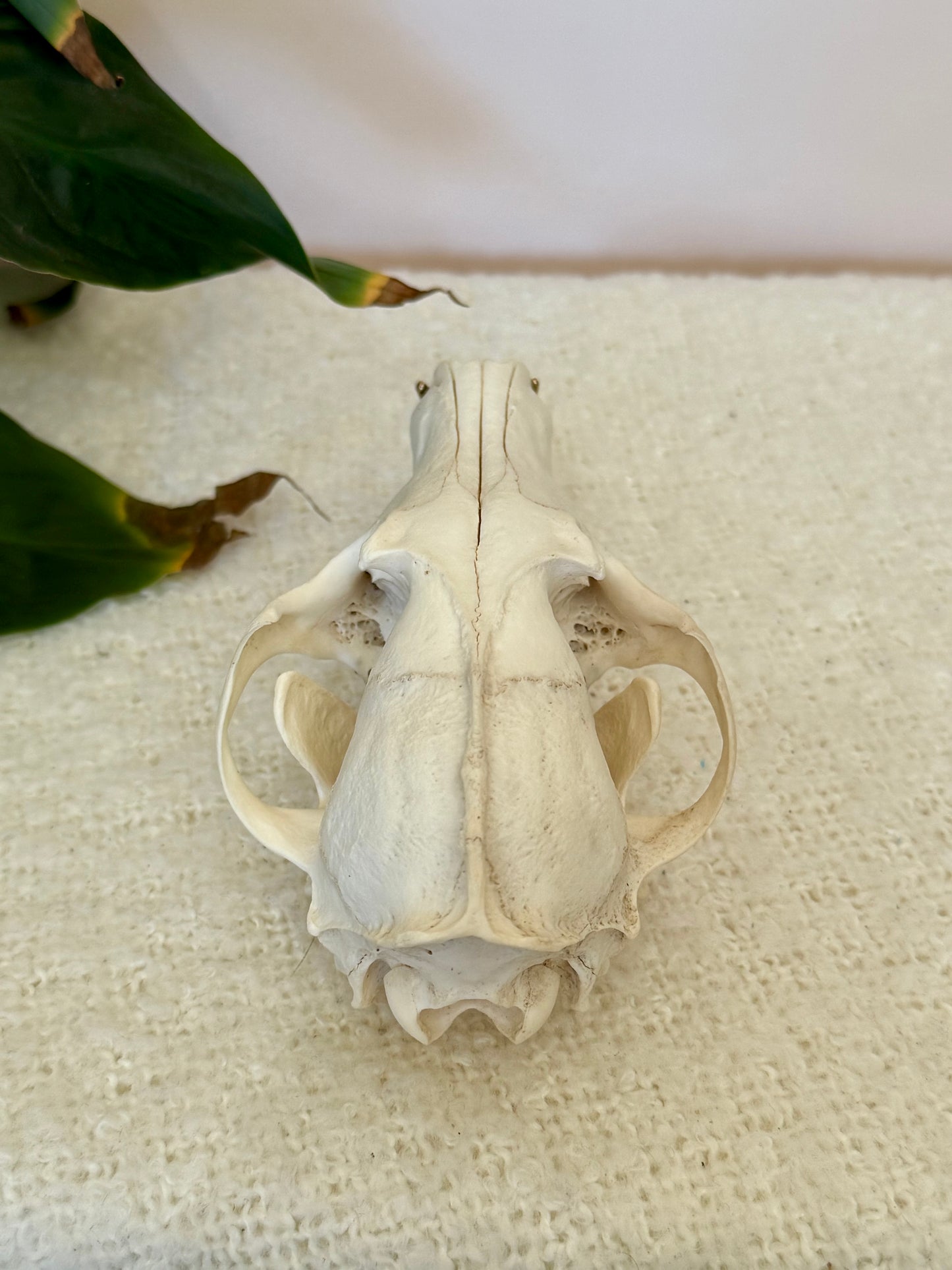 Red Fox Skull with Gold Teeth