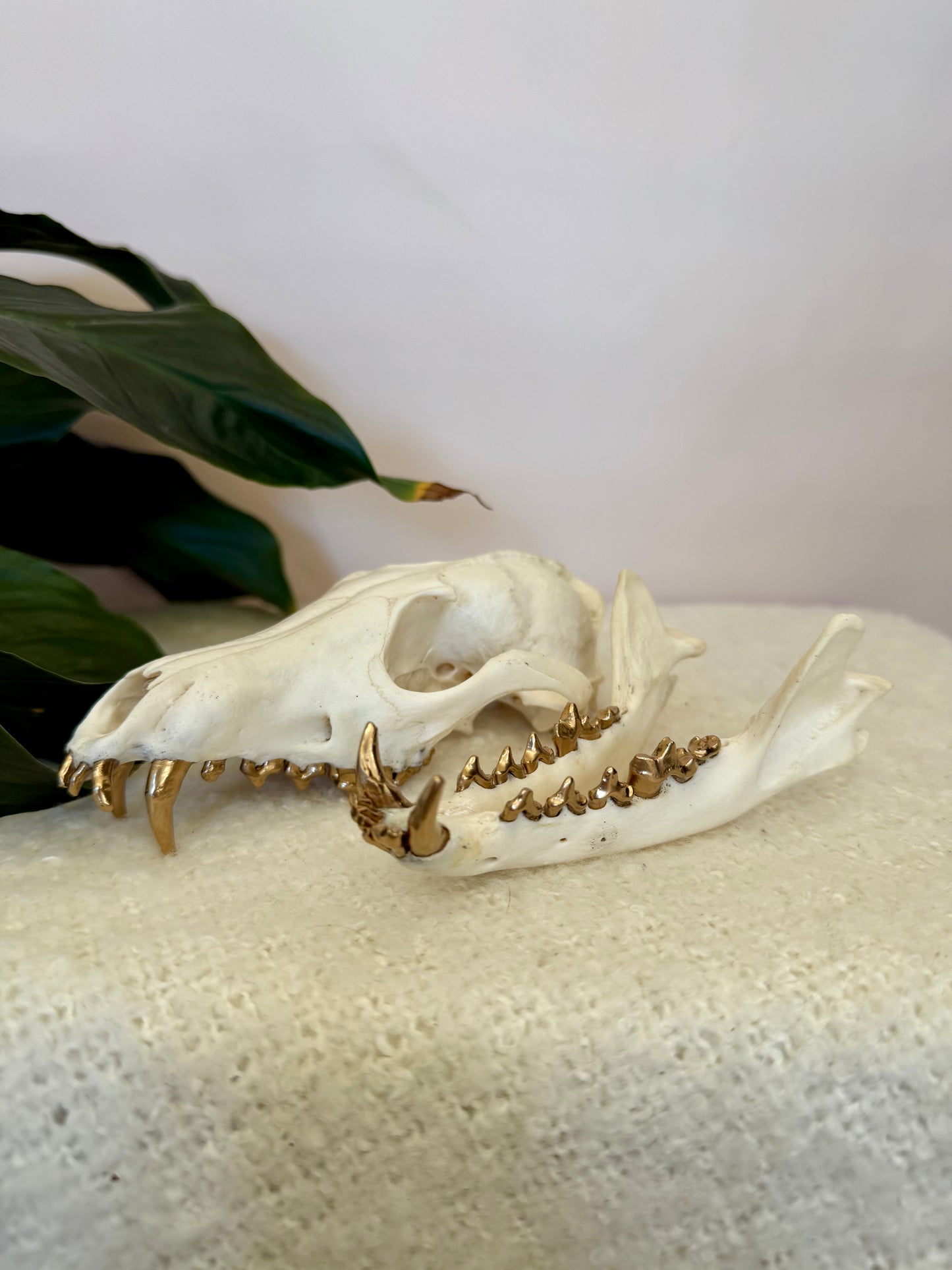 Red Fox Skull with Gold Teeth