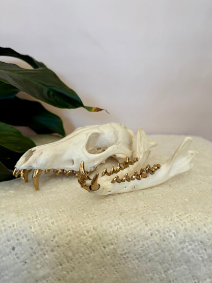Red Fox Skull with Gold Teeth