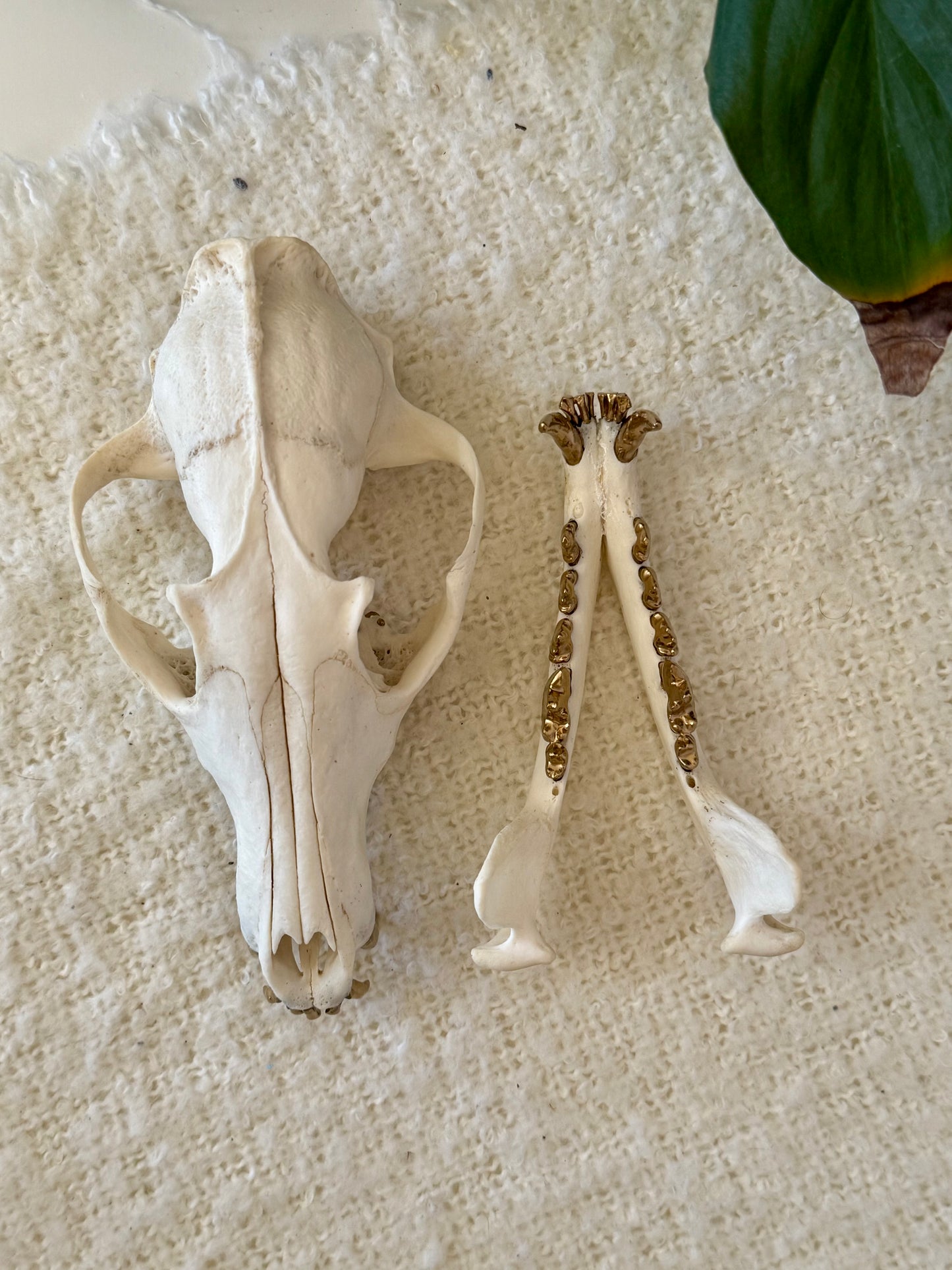 Red Fox Skull with Gold Teeth
