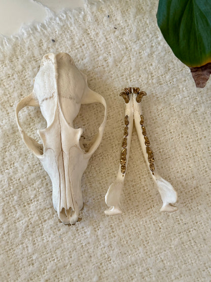 Red Fox Skull with Gold Teeth