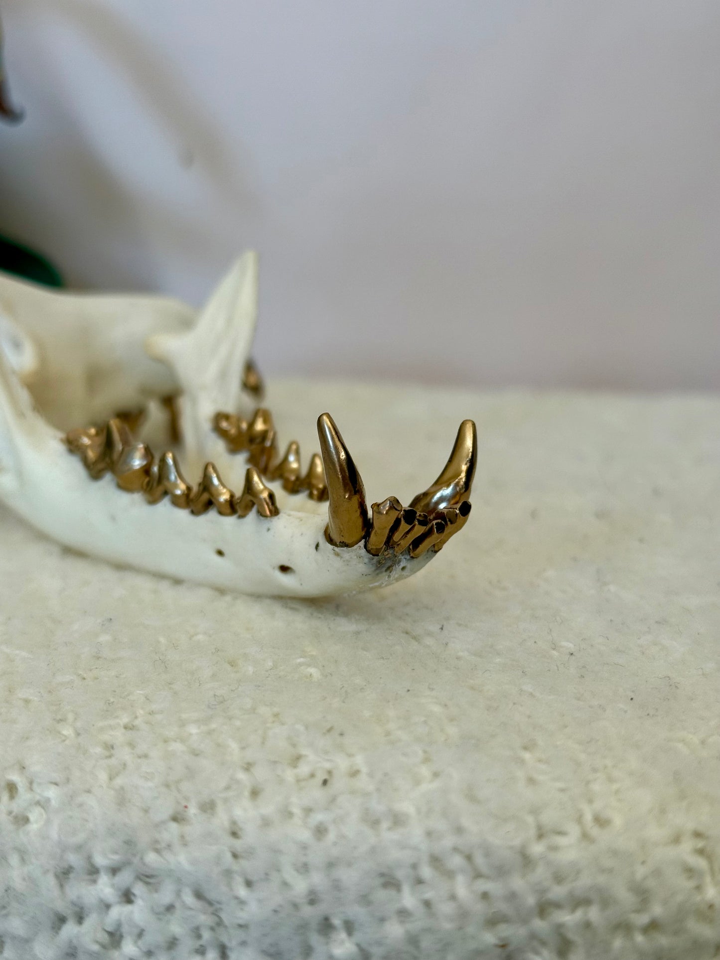 Red Fox Skull with Gold Teeth