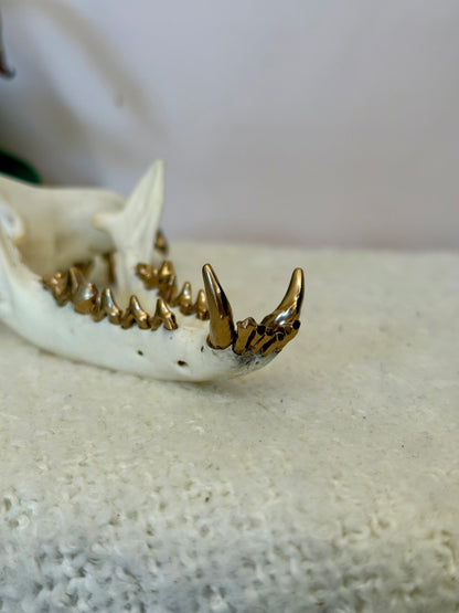 Red Fox Skull with Gold Teeth