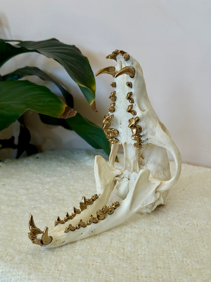 Red Fox Skull with Gold Teeth