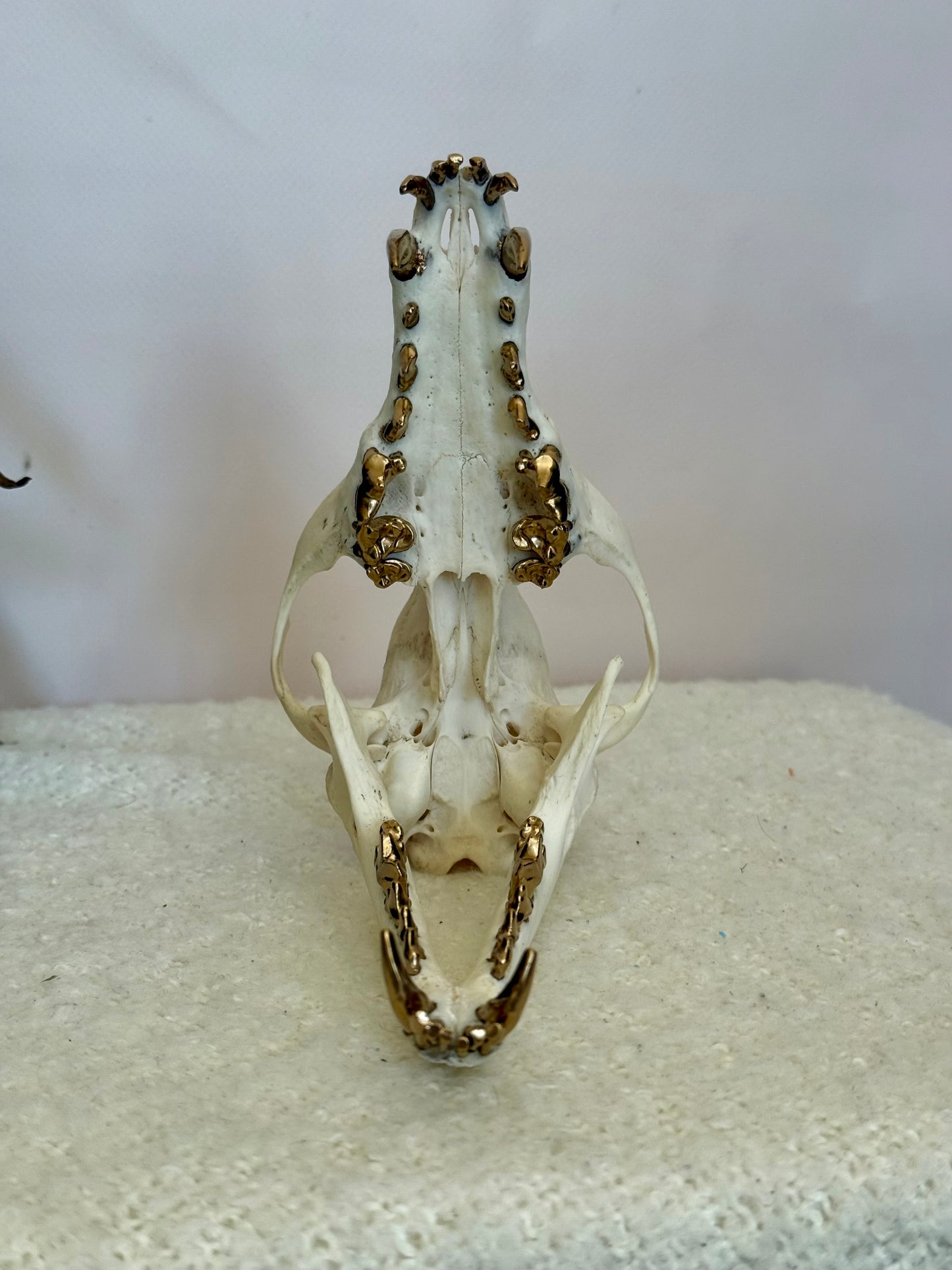 Red Fox Skull with Gold Teeth