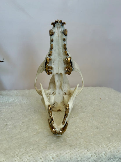 Red Fox Skull with Gold Teeth