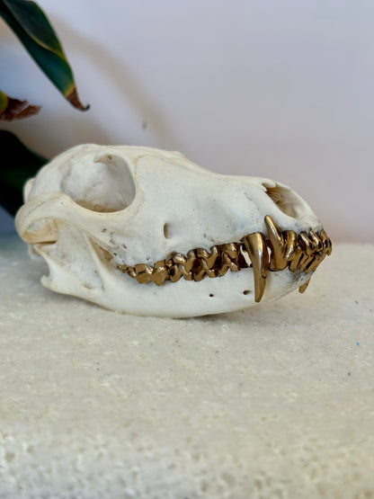 Red Fox Skull with Gold Teeth