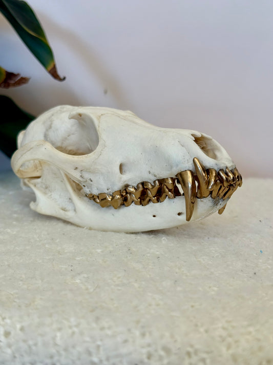Red Fox Skull with Gold Teeth