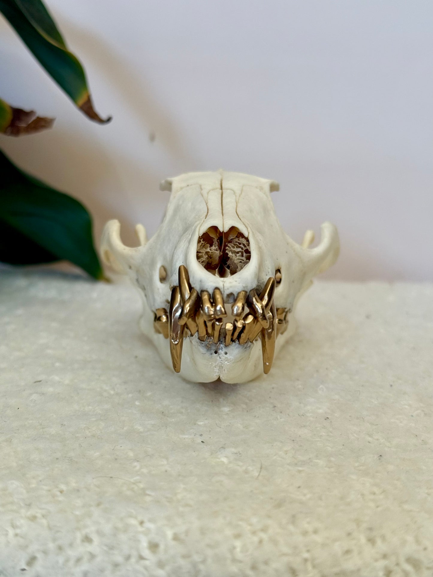 Red Fox Skull with Gold Teeth