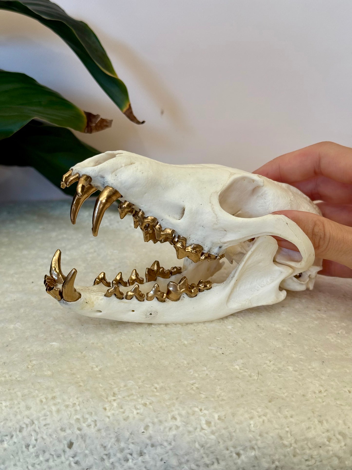 Red Fox Skull with Gold Teeth