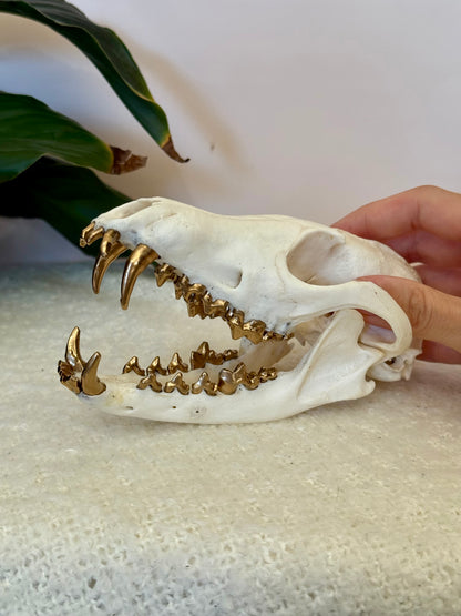 Red Fox Skull with Gold Teeth