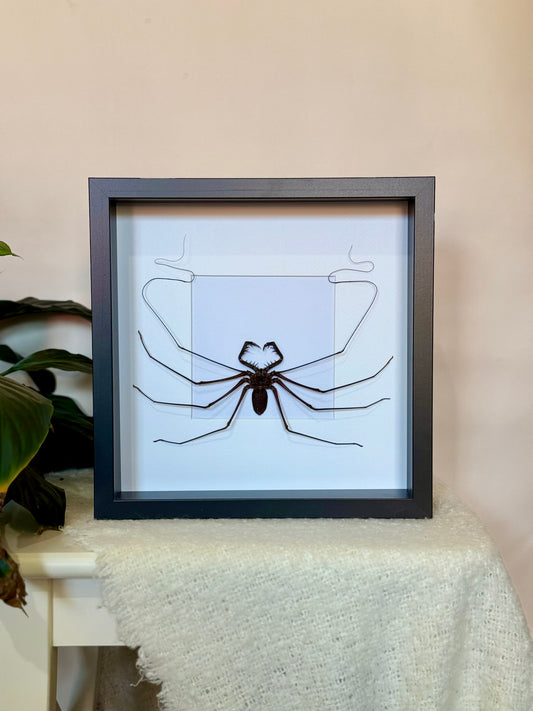 Tailless Whip Scorpion