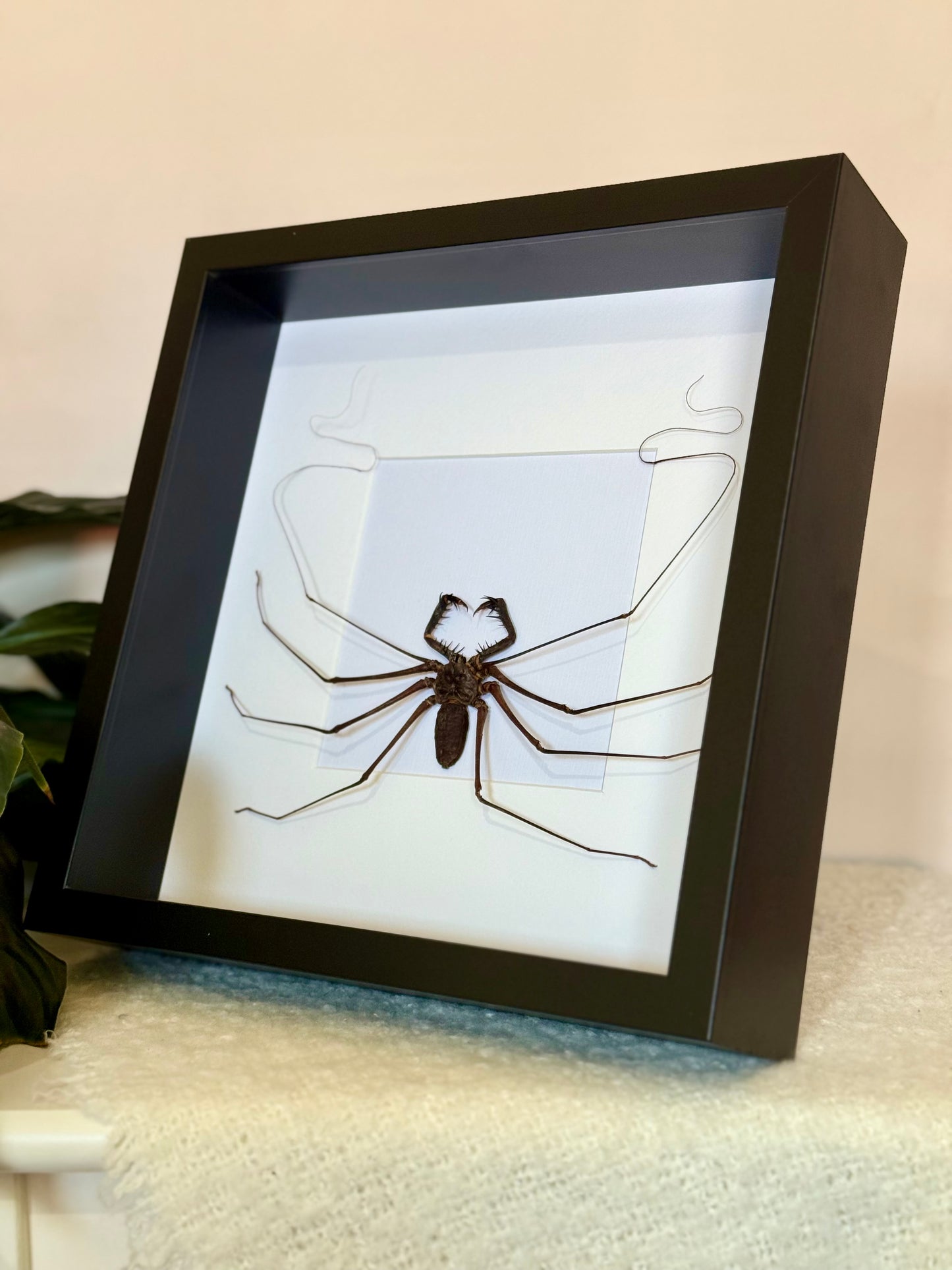 Tailless Whip Scorpion