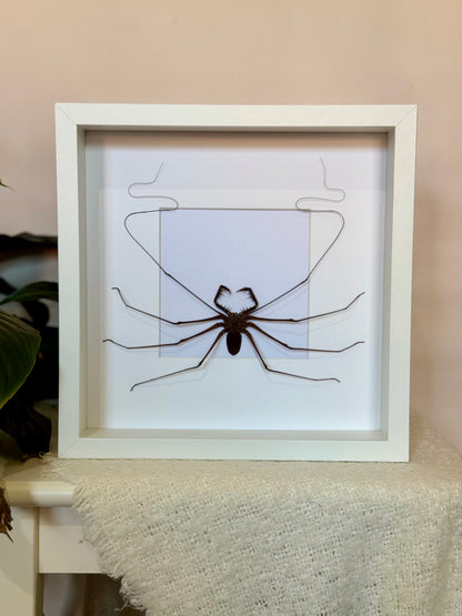 Tailless Whip Scorpion