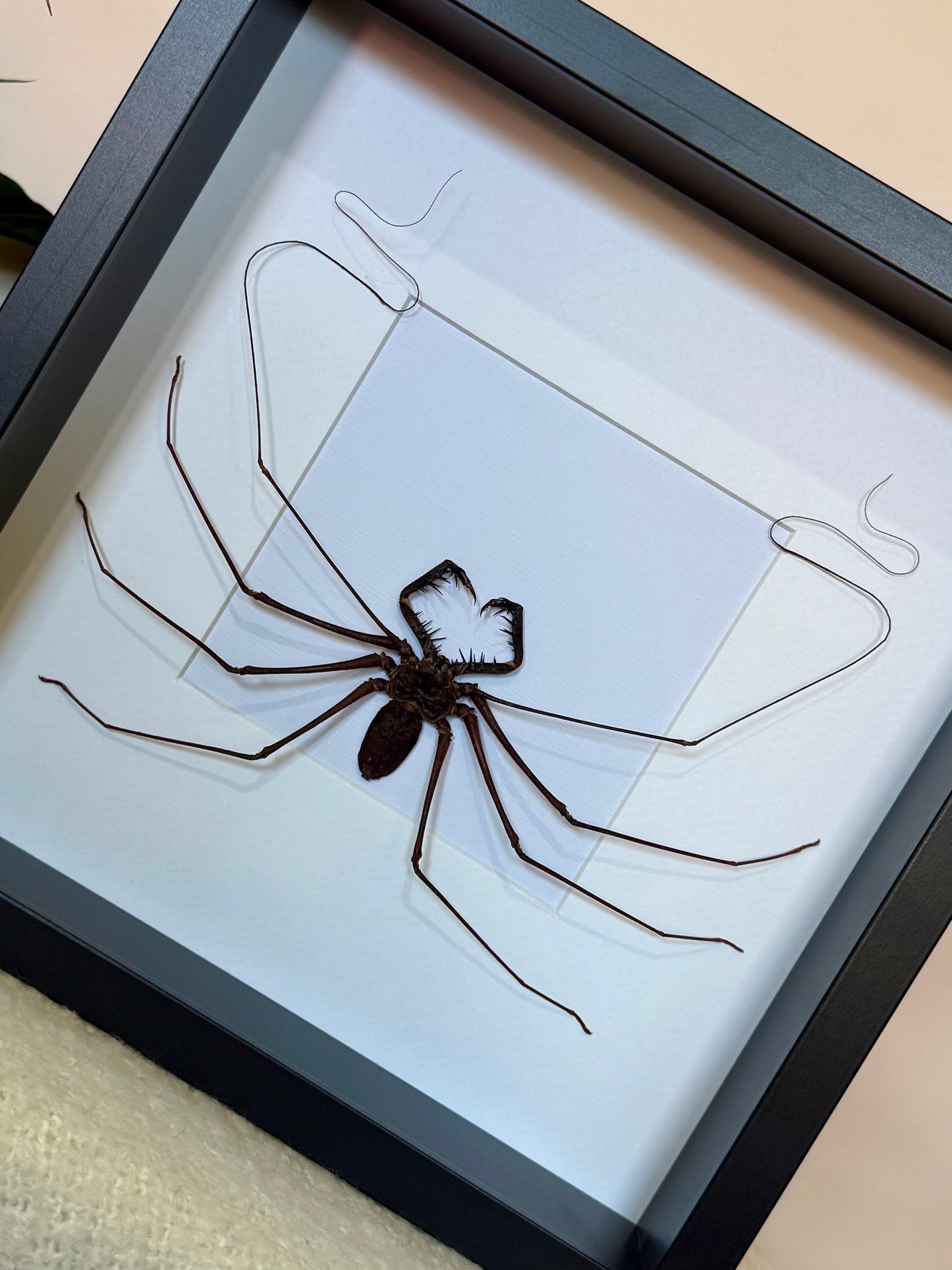 Tailless Whip Scorpion