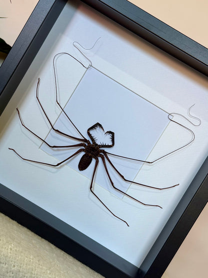 Tailless Whip Scorpion