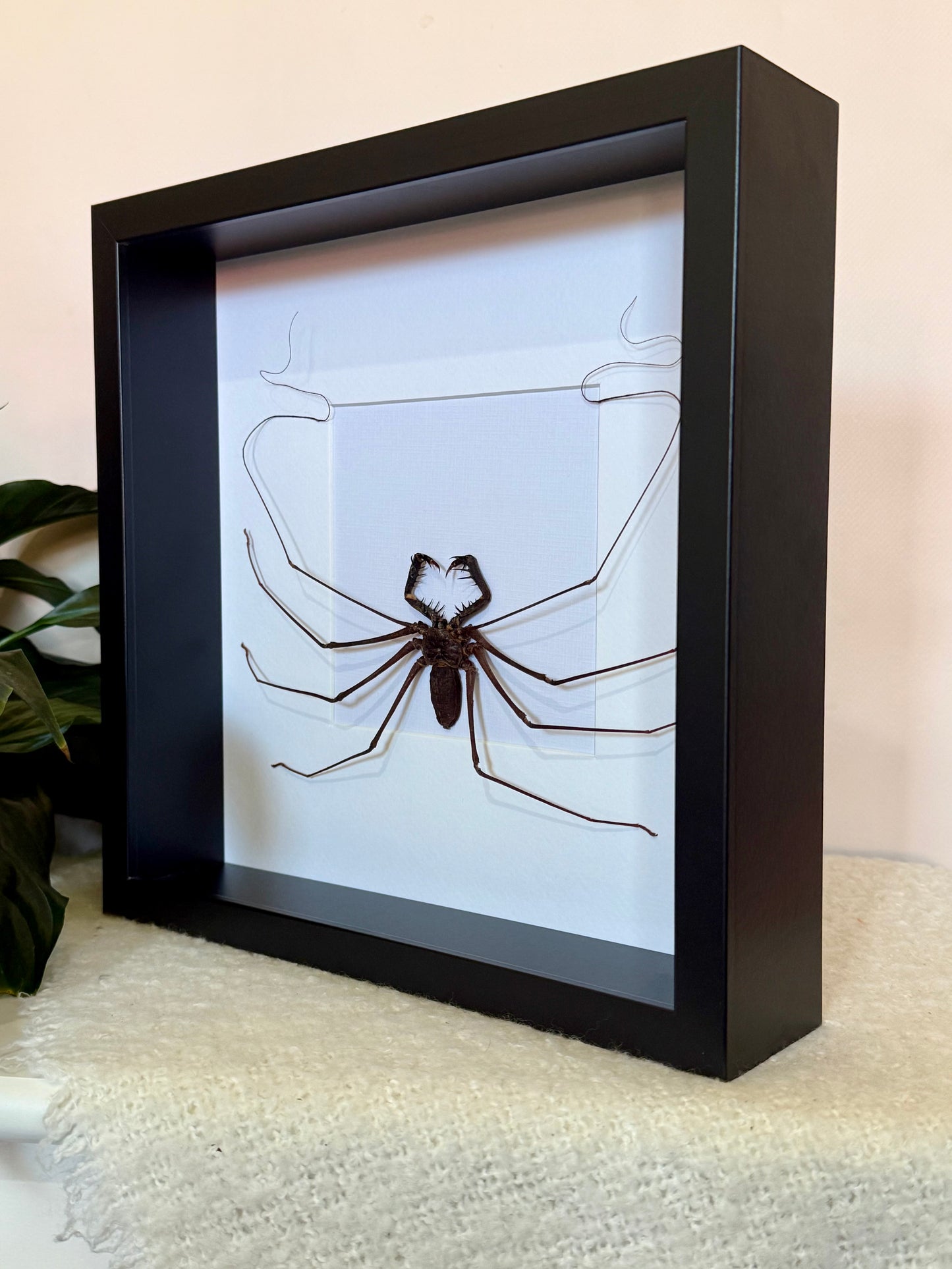 Tailless Whip Scorpion