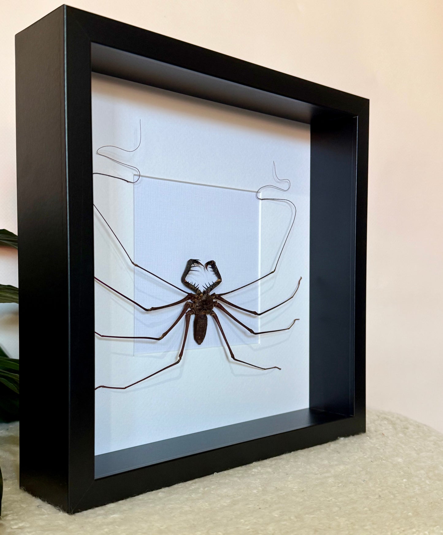 Tailless Whip Scorpion
