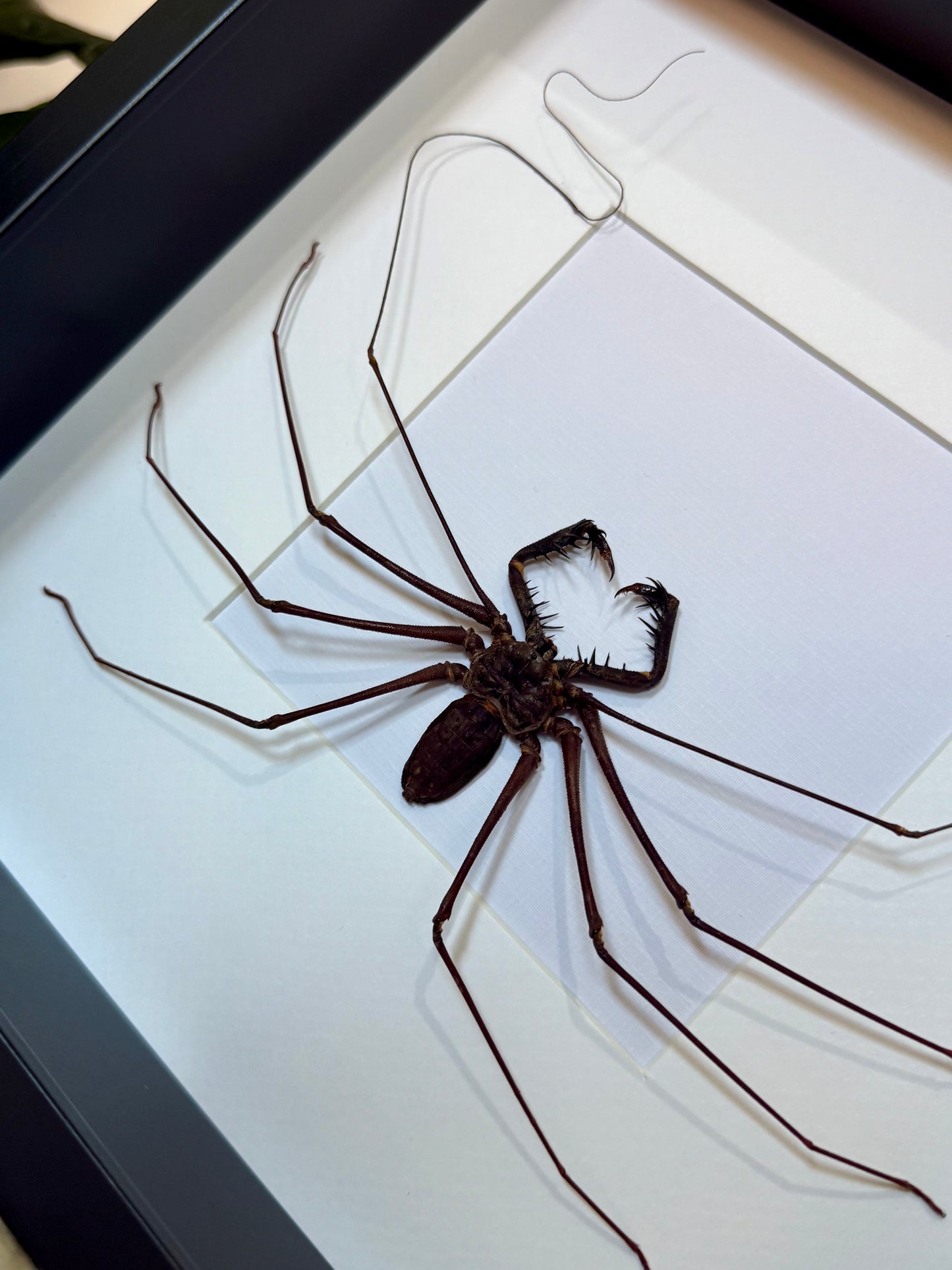 Tailless Whip Scorpion