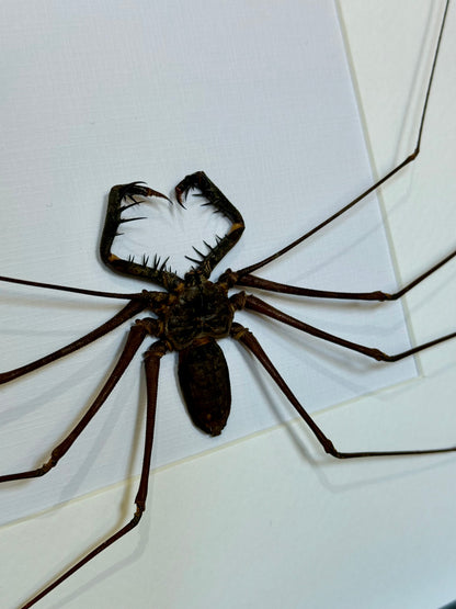 Tailless Whip Scorpion