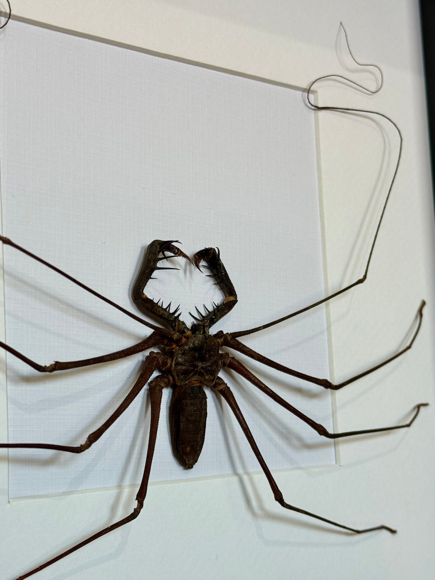 Tailless Whip Scorpion