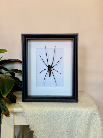 Giant Golden Orb Weaver