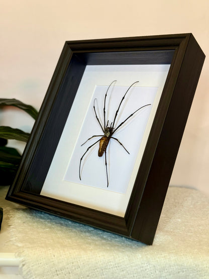 Giant Golden Orb Weaver