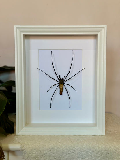 Giant Golden Orb Weaver
