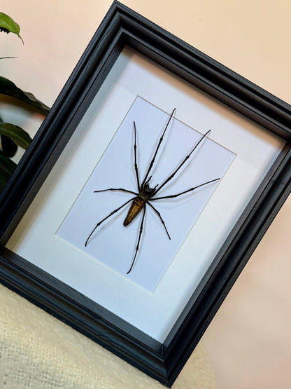 Giant Golden Orb Weaver