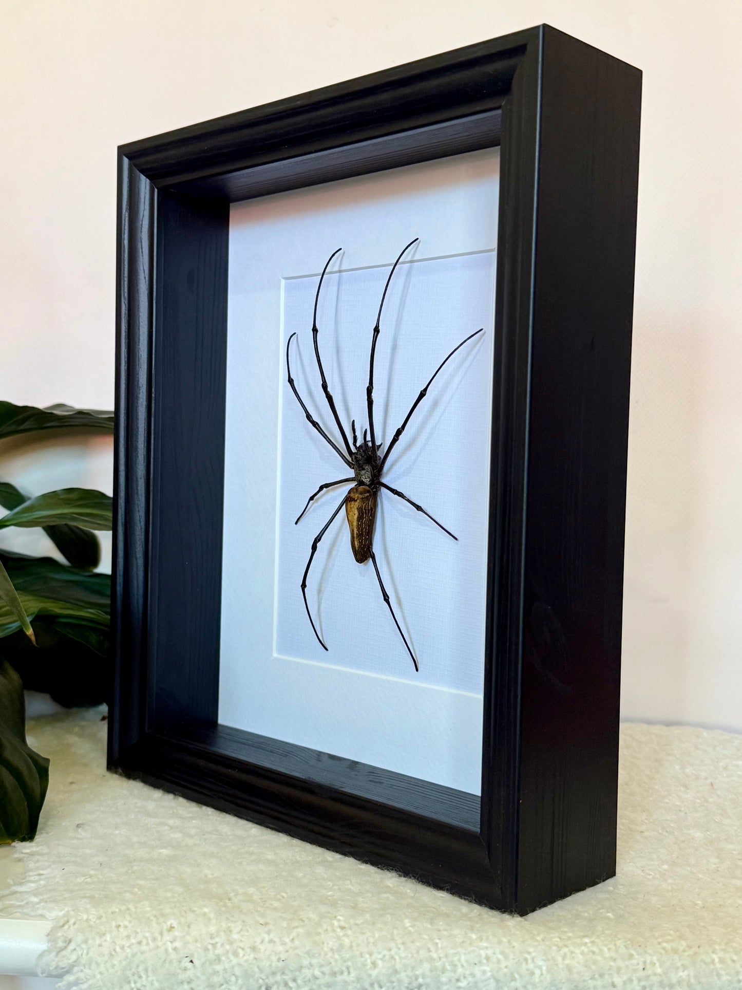 Giant Golden Orb Weaver