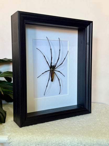 Giant Golden Orb Weaver