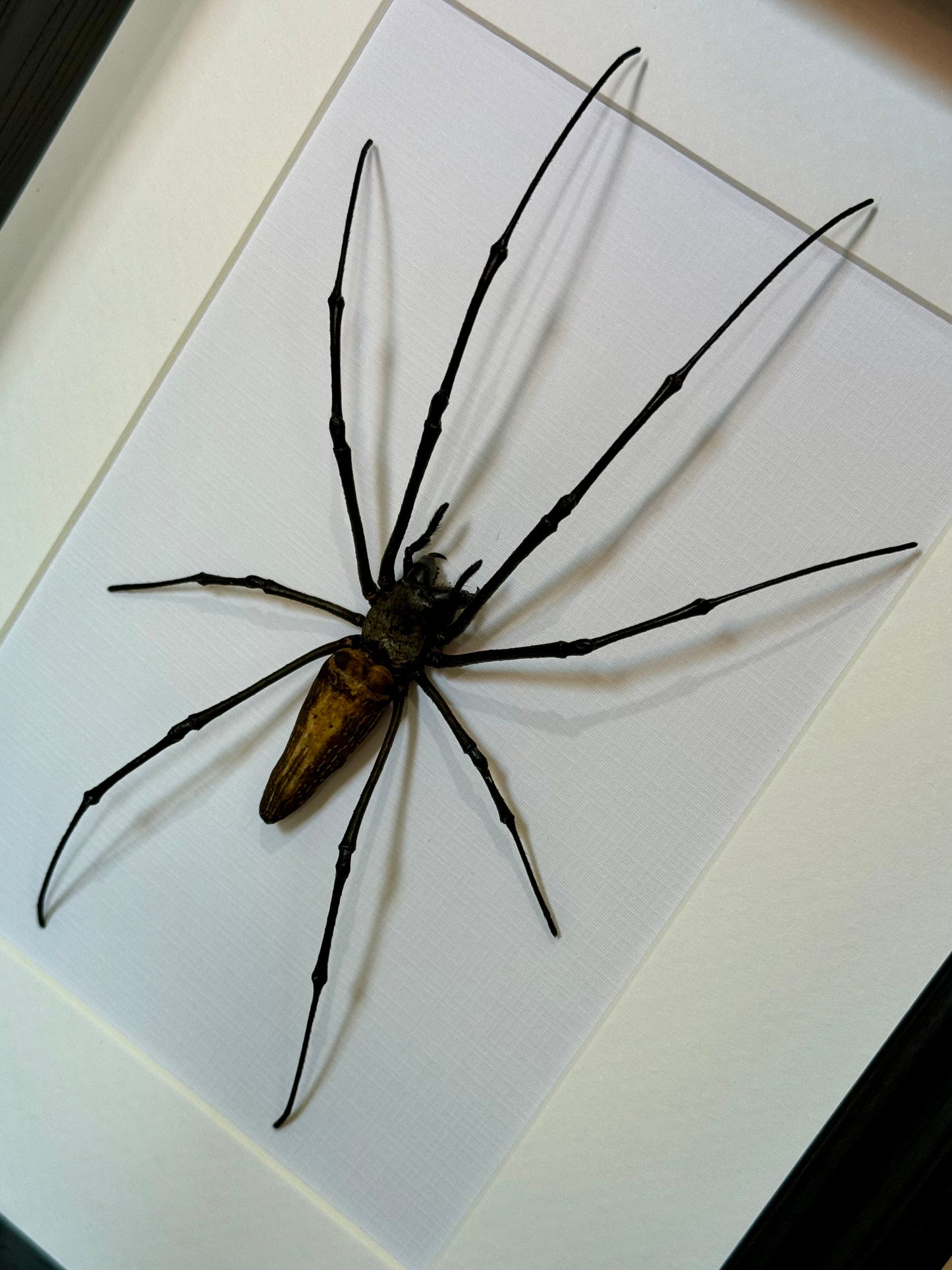 Giant Golden Orb Weaver