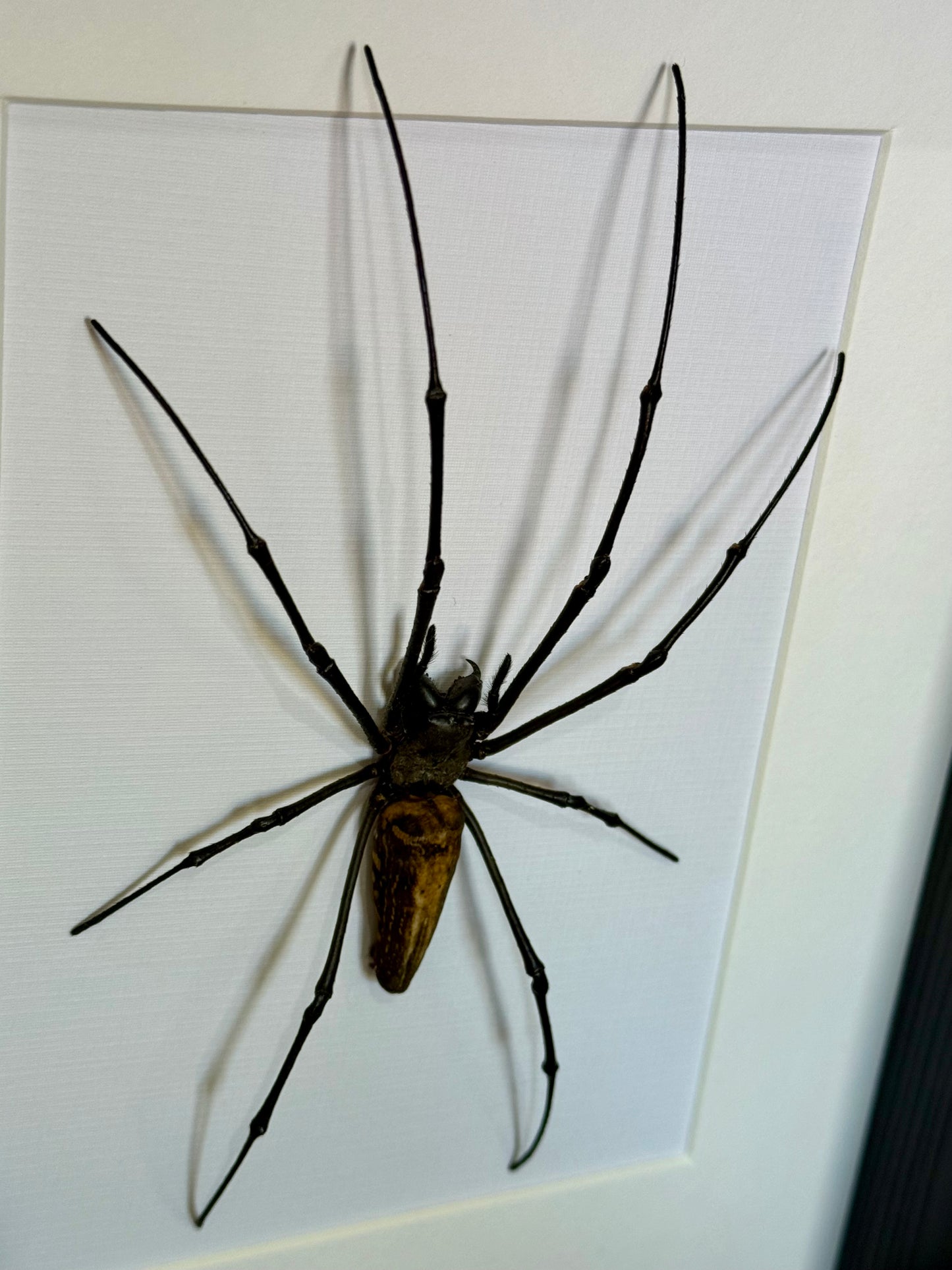Giant Golden Orb Weaver