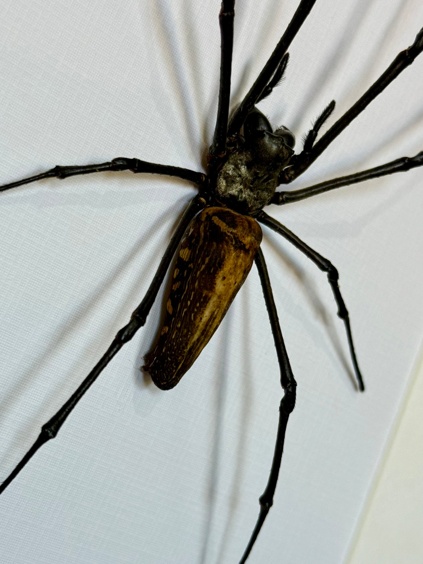 Giant Golden Orb Weaver