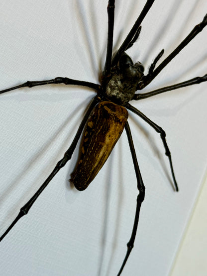 Giant Golden Orb Weaver