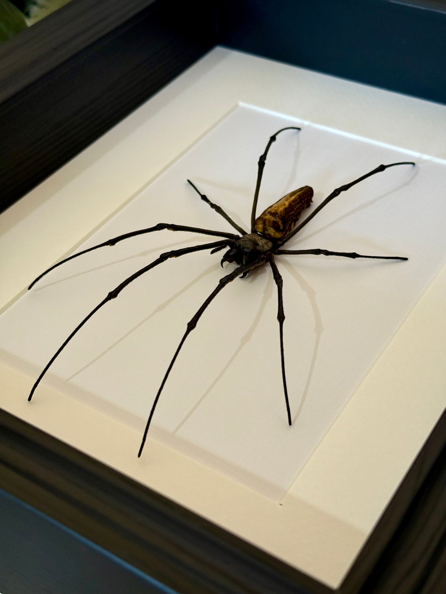 Giant Golden Orb Weaver