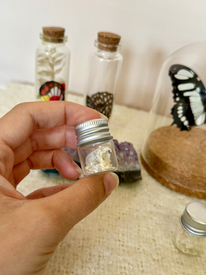 Mouse Skeleton Vial