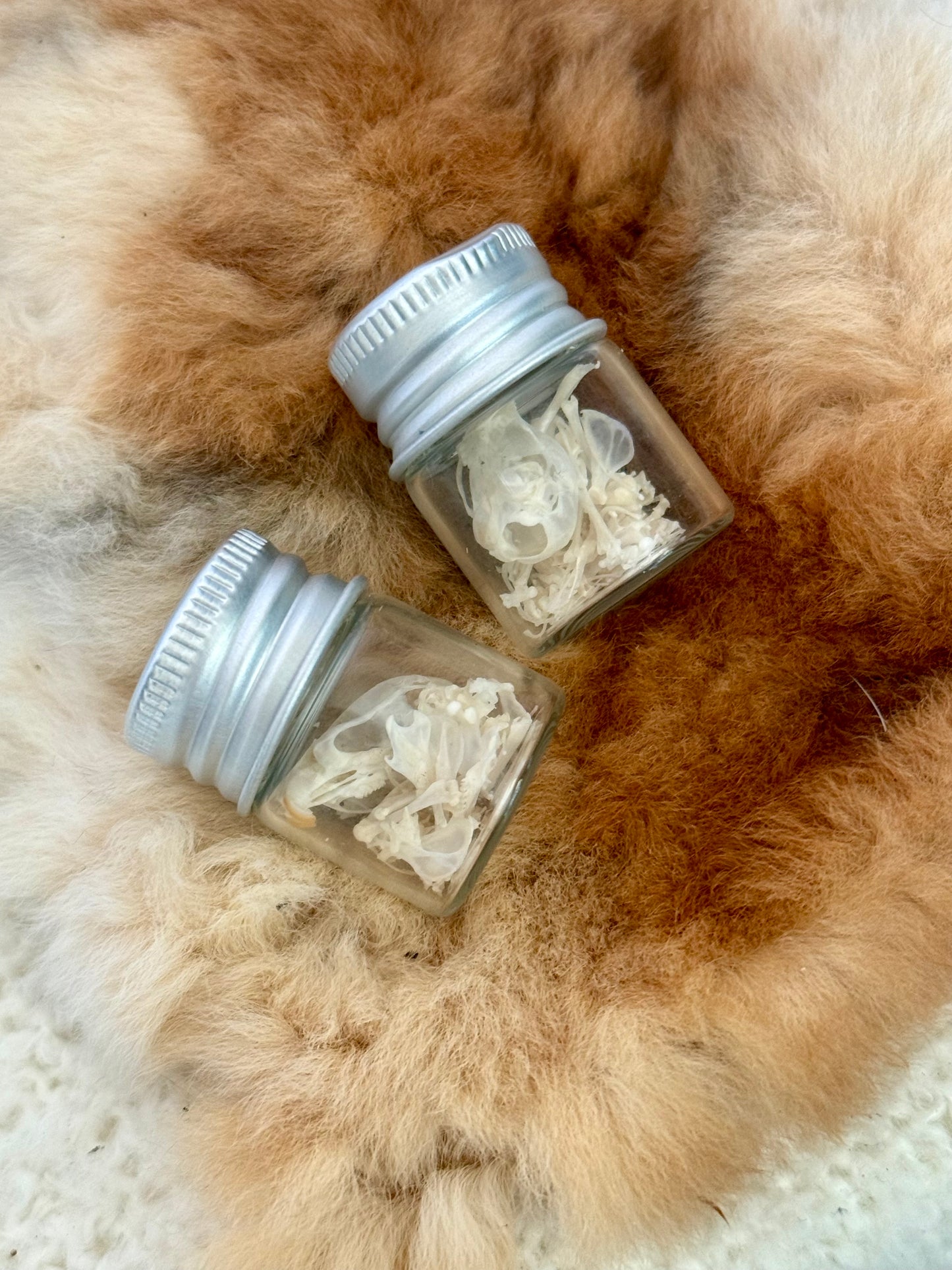 Mouse Skeleton Vial