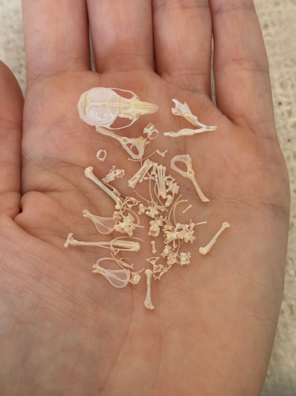 Mouse Skeleton Vial