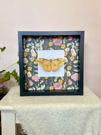 Oberthür's Silkmoth