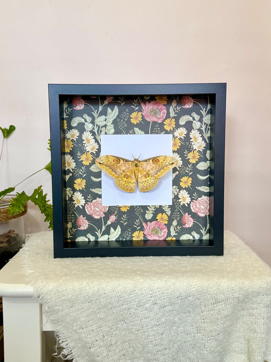 Oberthür's Silkmoth