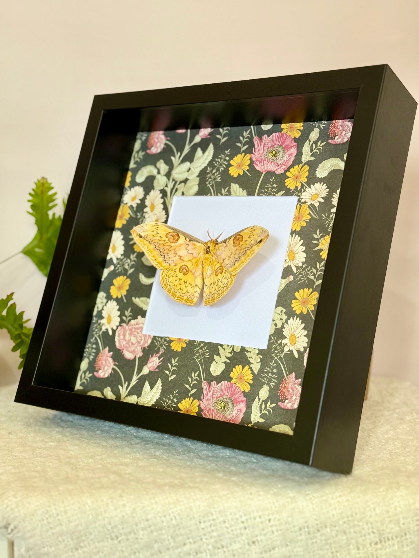 Oberthür's Silkmoth