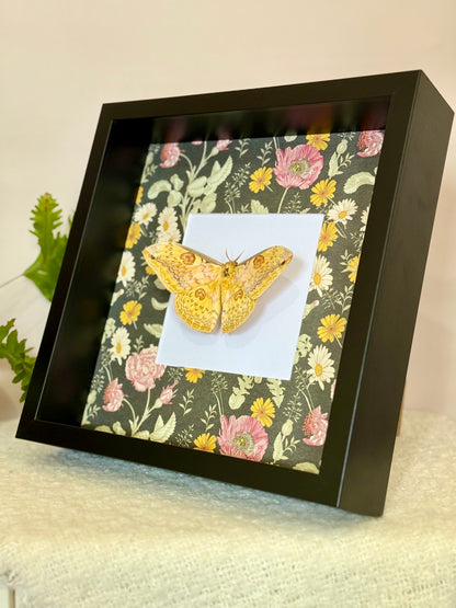 Oberthür's Silkmoth