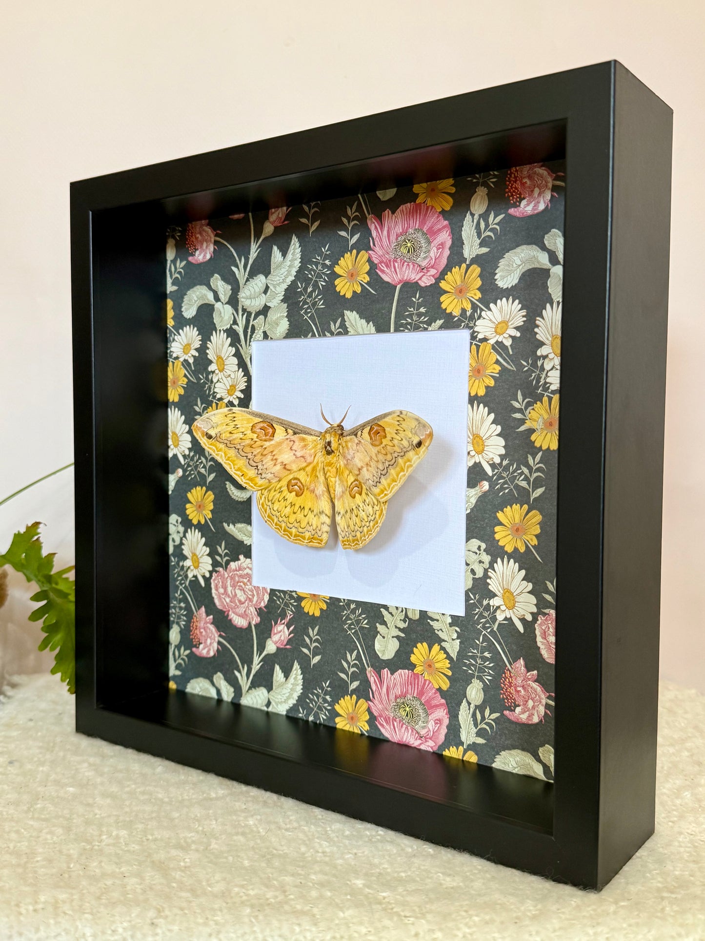 Oberthür's Silkmoth