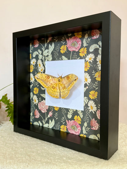 Oberthür's Silkmoth