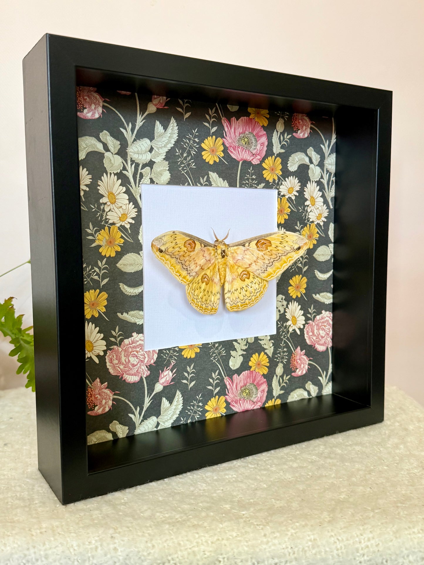 Oberthür's Silkmoth