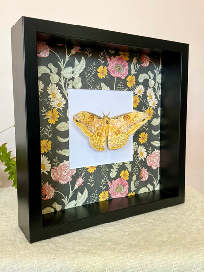 Oberthür's Silkmoth