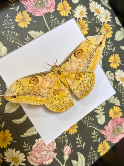Oberthür's Silkmoth